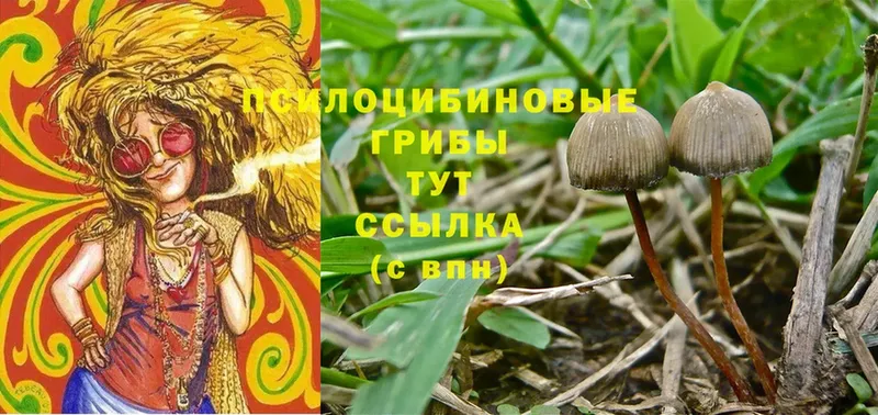 Псилоцибиновые грибы мицелий  наркотики  Волоколамск 